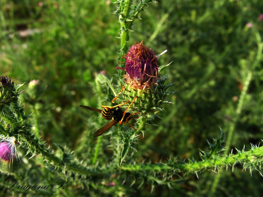 Arctium