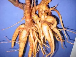 Ginseng
